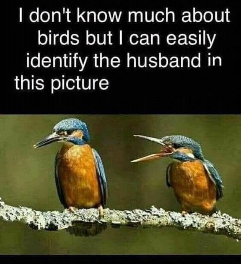 I don't know much about birds but I can easily identify the husband in this picture