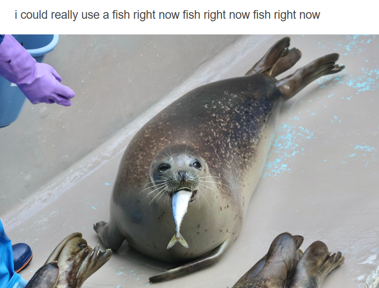 i could really use a fish right now fish right now fish right now