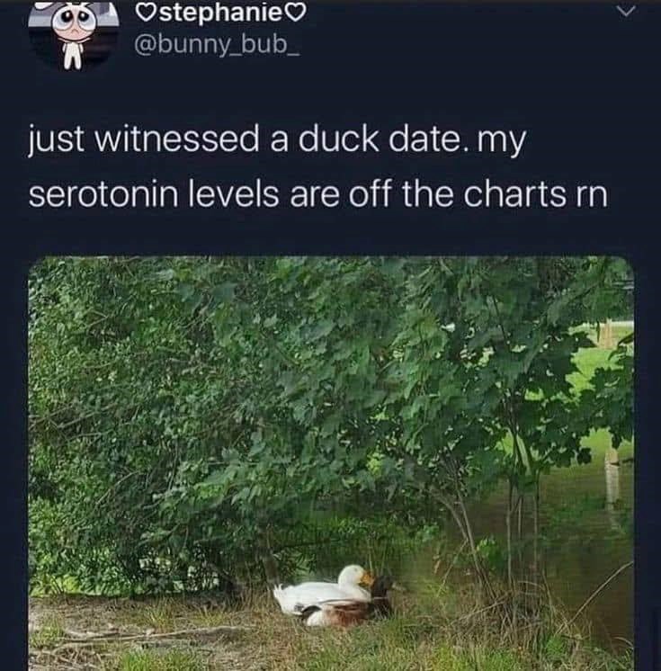 ❤stephanie♡ A @bunny_bub just witnessed a duck date. my serotonin levels are off the charts rn
