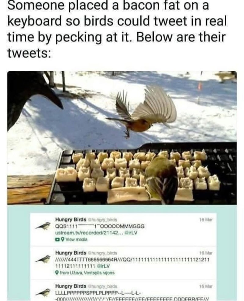 Someone placed a bacon fat on a keyboard so birds could tweet in real time by pecking at it. Below are their tweets: Hungry Birds hungry birds QQS1111 100000MMMGGG ustream.tv/recorded/21142... GirLV View media Hungry Birds hungry birds 16 Mar 16 Mar /////444TTTT666666664R///QQ/111111111111111111111121211 11112111111111 @irLV from Užava, Ventspils rajons Hungry Birds hungry.birds. LLLLPPPPPPSPPLPLPPPP-L-F 16 Mar ///////FFFFFF//FF/FFFFFFFF.DDDERR/FF///