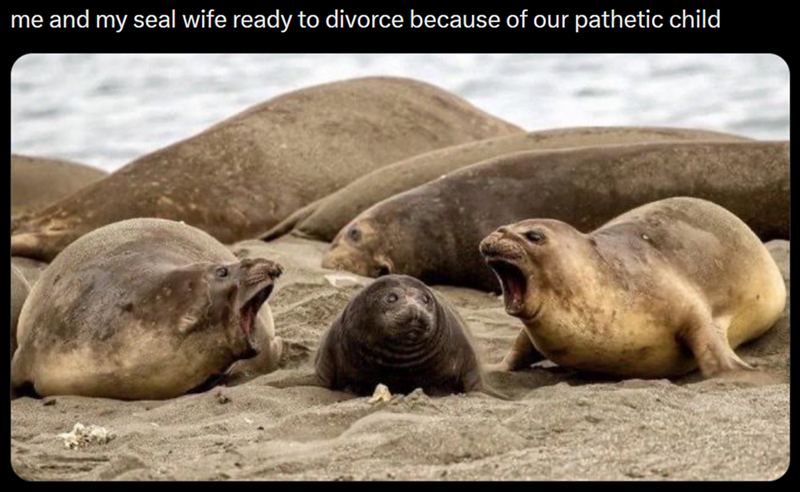 me and my seal wife ready to divorce because of our pathetic child
