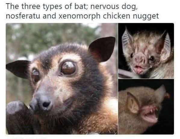 The three types of bat; nervous dog, nosferatu and xenomorph chicken nugget