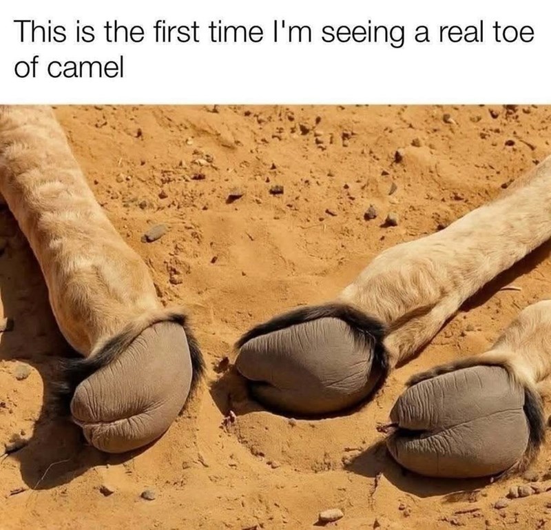 This is the first time I'm seeing a real toe of camel