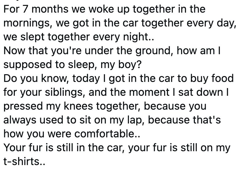 For 7 months we woke up together in the mornings, we got in the car together every day, we slept together every night.. Now that you're under the ground, how am I supposed to sleep, my boy? Do you know, today I got in the car to buy food for your siblings, and the moment I sat down I pressed my knees together, because you always used to sit on my lap, because that's how you were comfortable.. Your fur is still in the car, your fur is still on my t-shirts..
