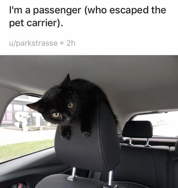 I'm a passenger (who escaped the pet carrier). u/parkstrasse ⚫ 2h