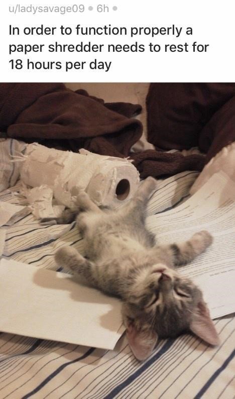 u/ladysavage09 6h In order to function properly a paper shredder needs to rest for 18 hours per day