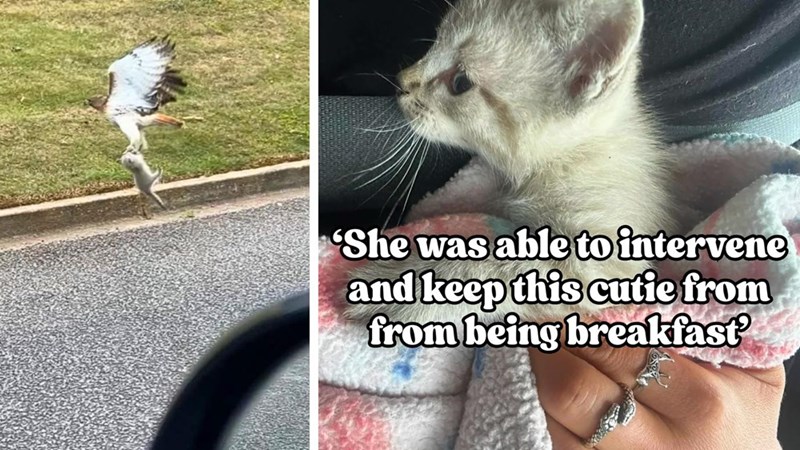 'She was able to intervene and keep this cutie from from being breakfast