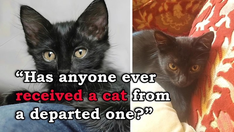 Has anyone ever received a cat from a departed one?"