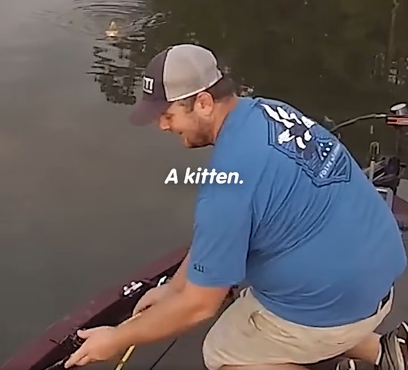 A kitten. FOLM