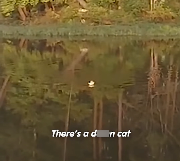 There's a din cat