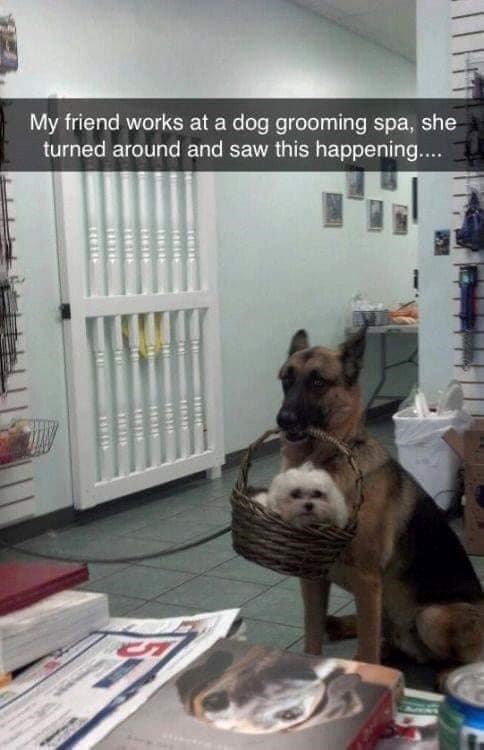 My friend works at a dog grooming spa, she turned around and saw this happening.... 11 " 14 "