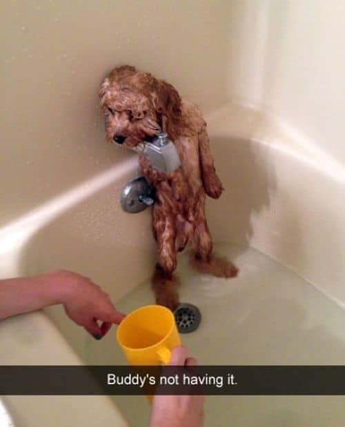 Buddy's not having it.