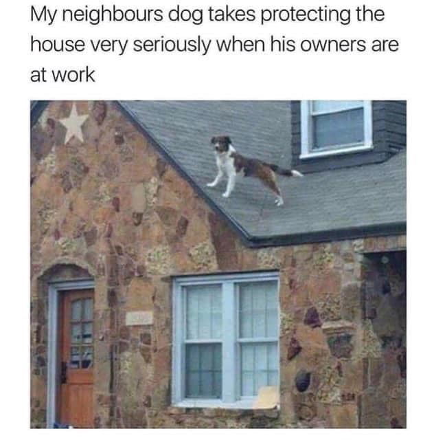 My neighbours dog takes protecting the house very seriously when his owners are at work