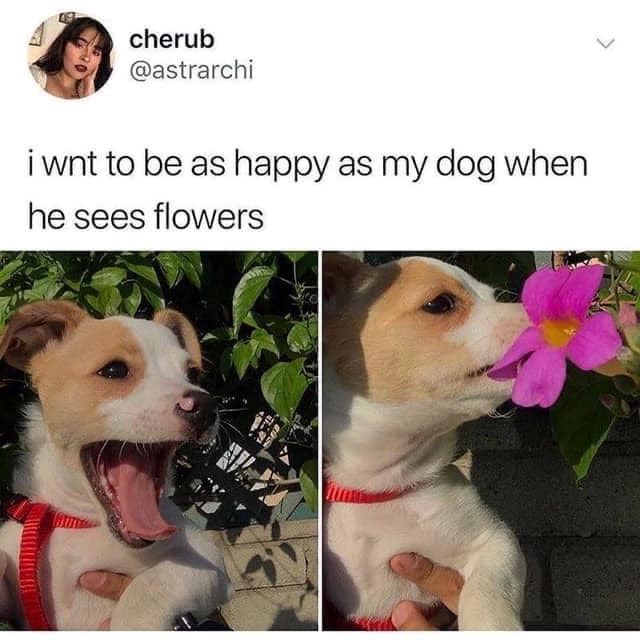 cherub @astrarchi i wnt to be as happy as my dog when he sees flowers L