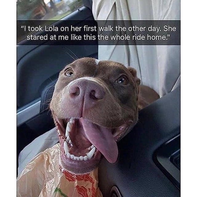"I took Lola on her first walk the other day. She stared at me like this the whole ride home."