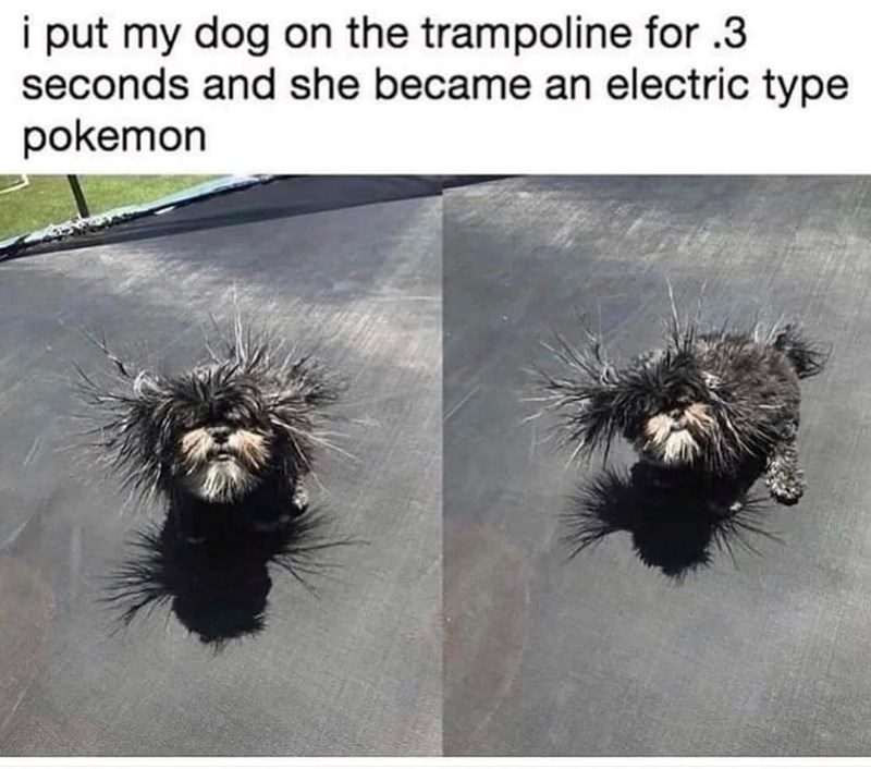 i put my dog on the trampoline for .3 seconds and she became an electric type pokemon
