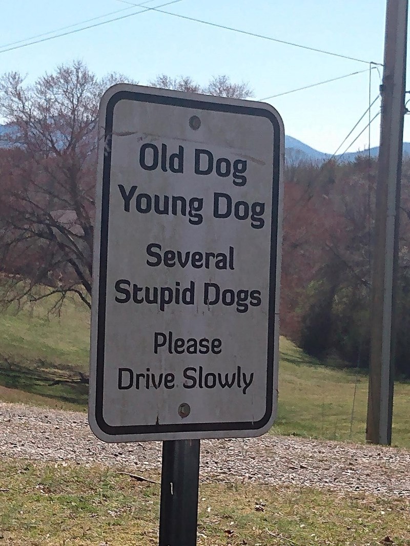 Old Dog Young Dog Several Stupid Dogs Please Drive Slowly