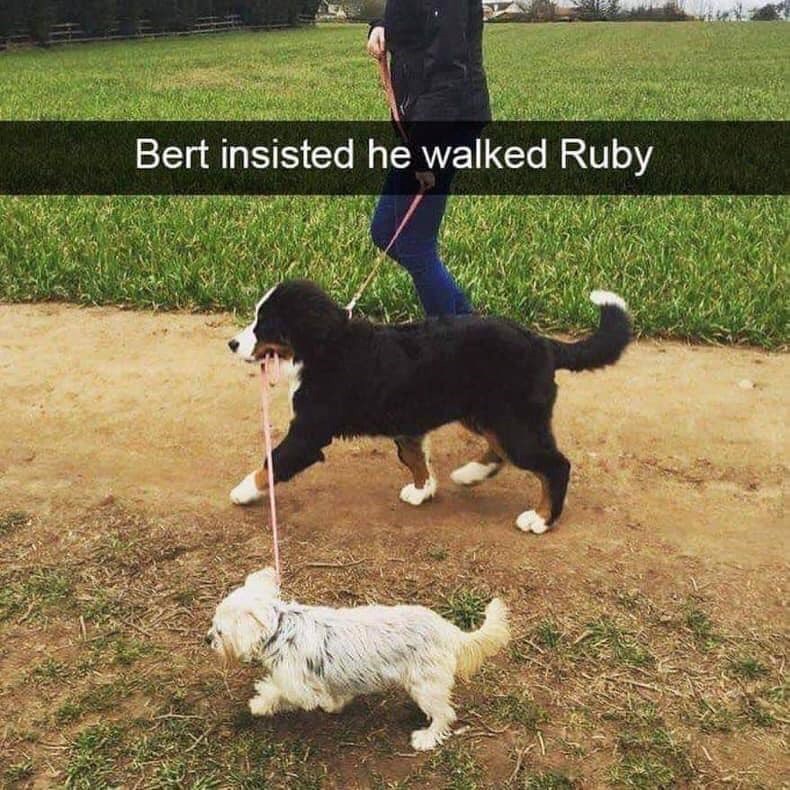 Bert insisted he walked Ruby