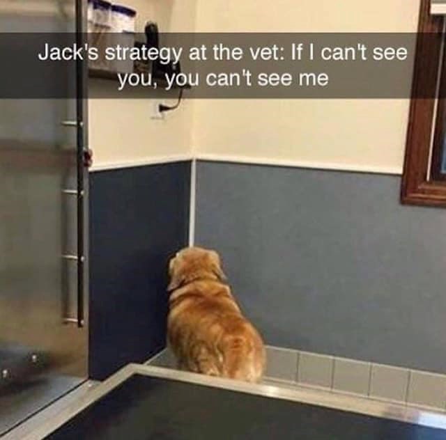 Jack's strategy at the vet: If I can't see you, you can't see me