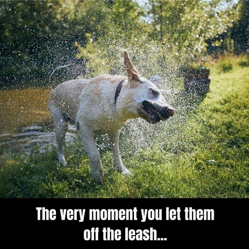 The very moment you let them off the leash...