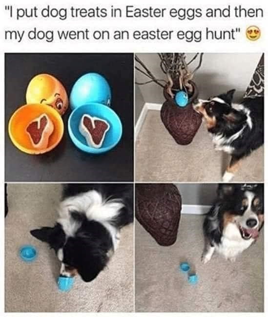 "I put dog treats in Easter eggs and then my dog went on an easter egg hunt"
