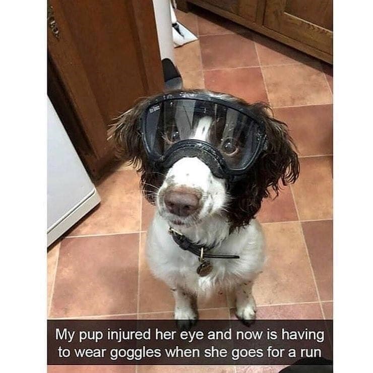 My pup injured her eye and now is having to wear goggles when she goes for a run