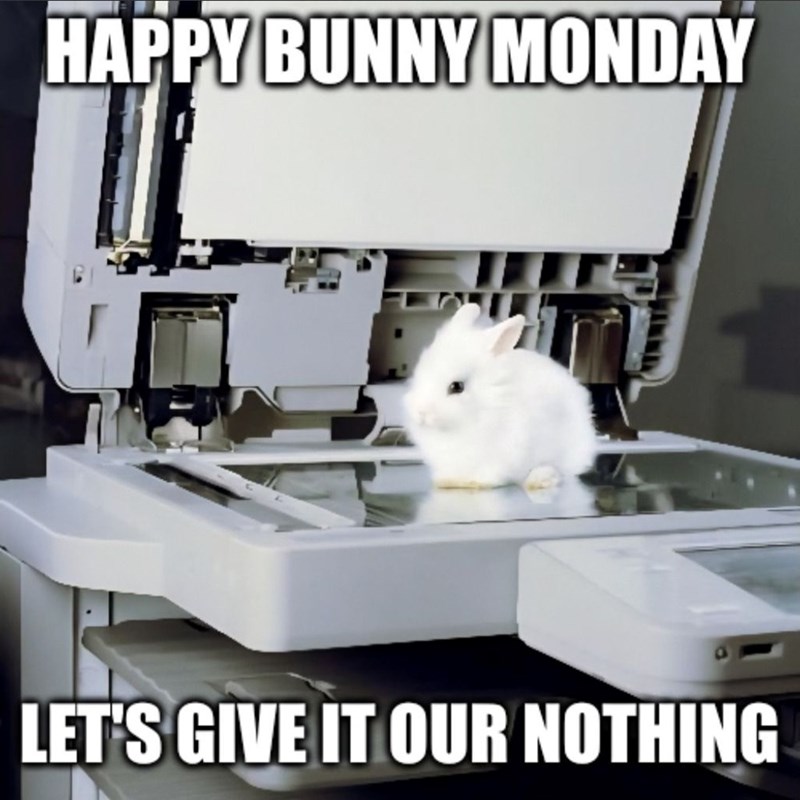 HAPPY BUNNY MONDAY LET'S GIVE IT OUR NOTHING
