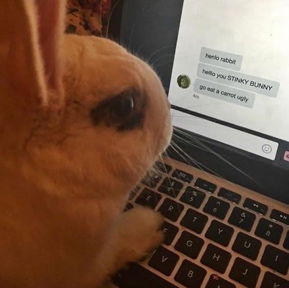 henlo rabbit helllo you STINKY BUNNY go eat a carrot ugly 4m LLI A 45 % <6 29 & 7 > Y -11 00 8 C F G H J D R T V B