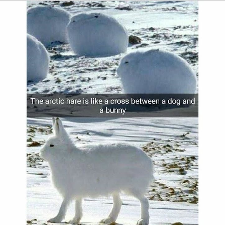 The arctic hare is like a cross between a dog and a bunny