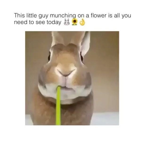 This little guy munching on a flower is all you need to see today