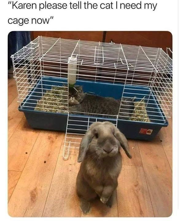 "Karen please tell the cat I need my cage now"