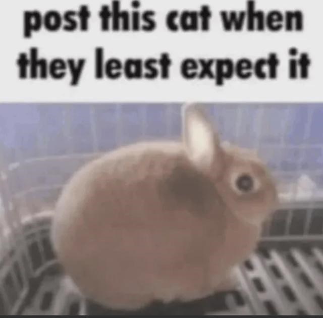 post this cat when they least expect it