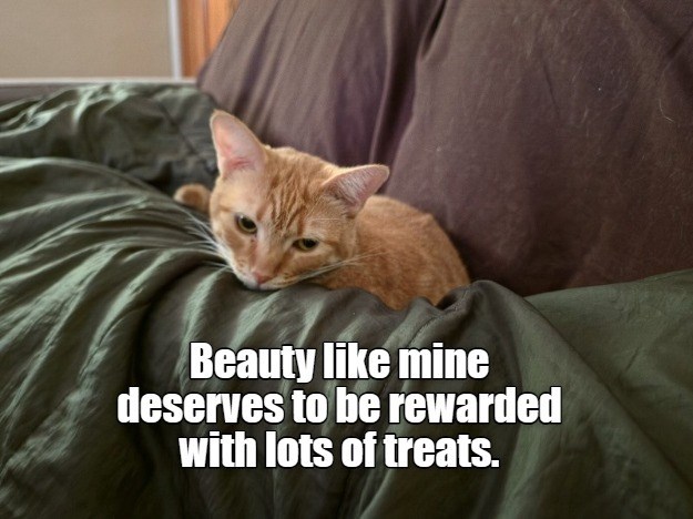 Beauty like mine deserves to be rewarded with lots of treats.