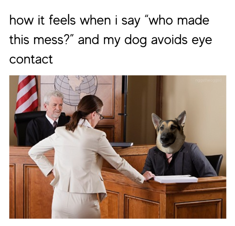 how it feels when i say "who made this mess?" and my dog avoids eye contact riggstheoggsd