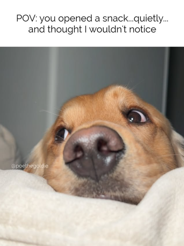 POV: you opened a snack...quietly... and thought I wouldn't notice @poethegoldie