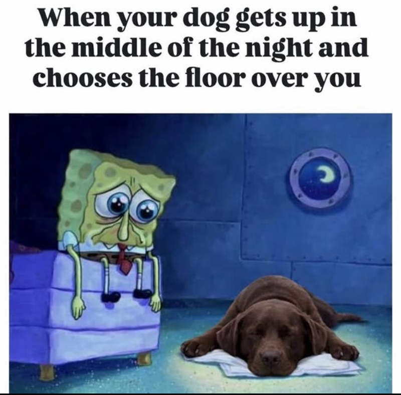 When your dog gets up in the middle of the night and chooses the floor over you ว