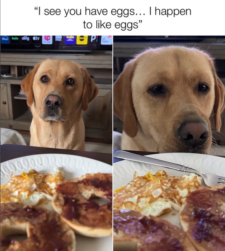"I see you have eggs... I happen sing dtv p to like eggs" P