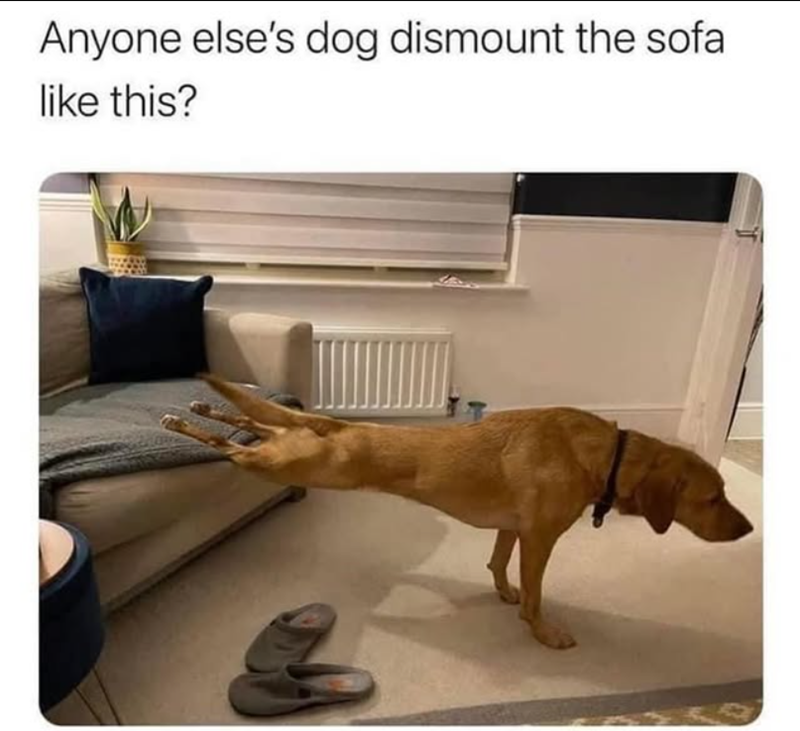 Anyone else's dog dismount the sofal like this?