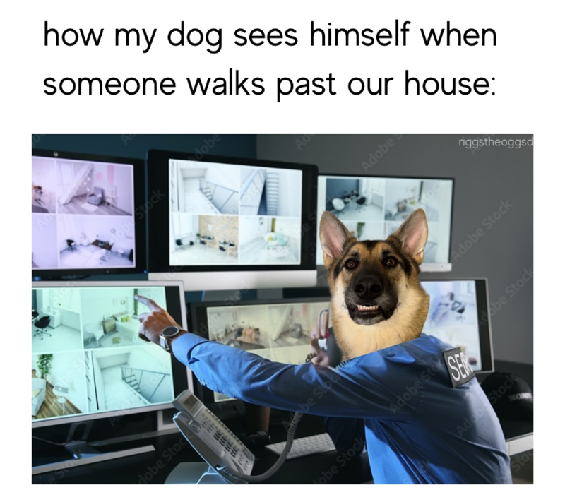Hobe Stoc how my dog sees himself when someone walks past our house: Stock dobe be Stoe A Adobe Sto obe Stock SER Adobe Stock Adobe riggstheoggsd Adobe Stock obe Stock