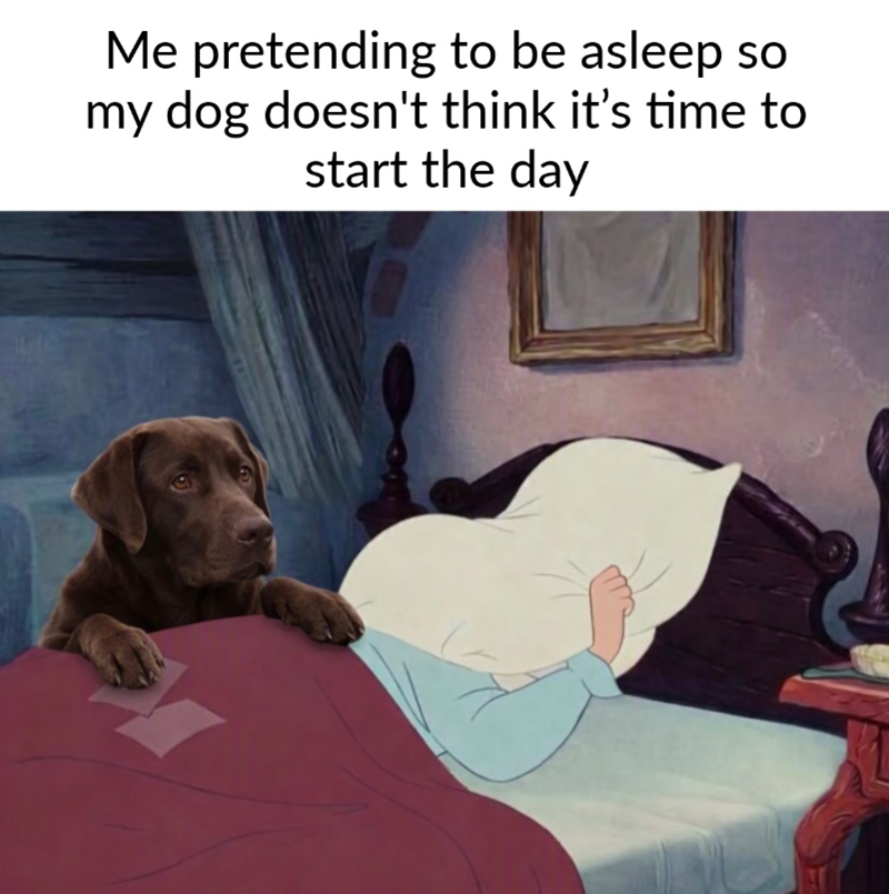 Me pretending to be asleep so my dog doesn't think it's time to start the day