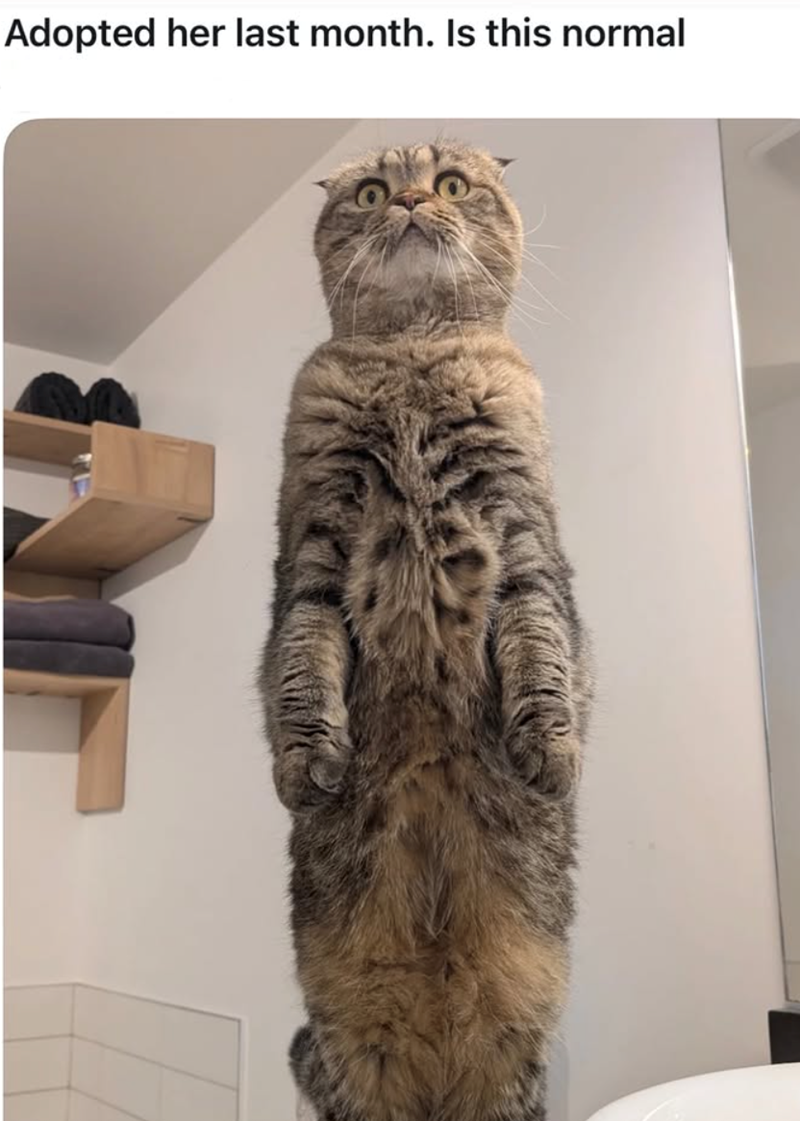 Adopted her last month. Is this normal