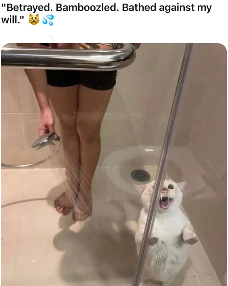 "Betrayed. Bamboozled. Bathed against my will."