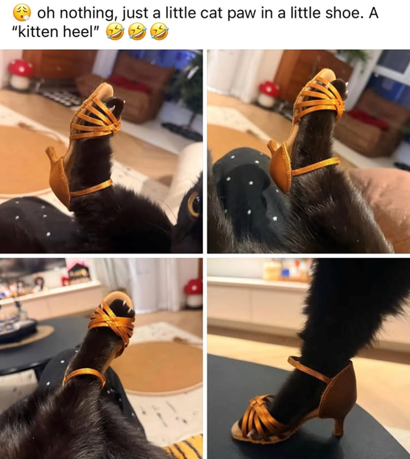oh nothing, just a little cat paw in a little shoe. A "kitten heel"