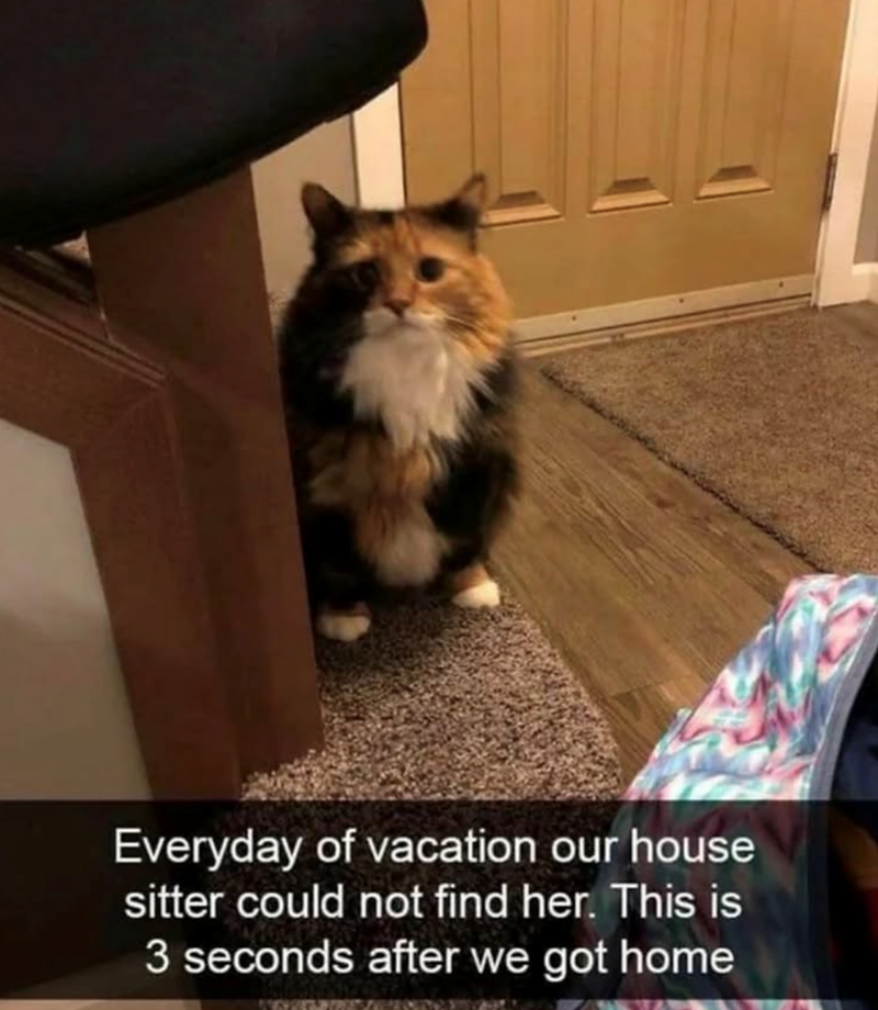 Everyday of vacation our house sitter could not find her. This is 3 seconds after we got home