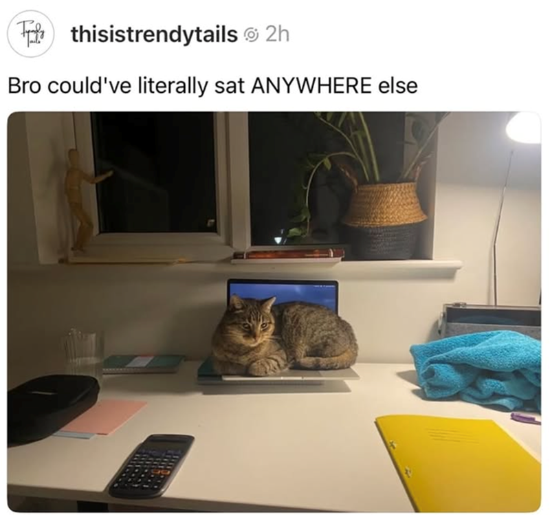 thisistrendytails 2h Bro could've literally sat ANYWHERE else