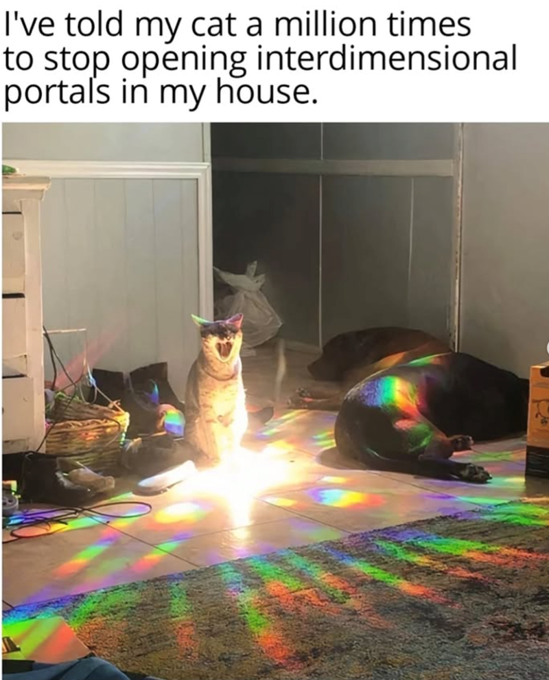 I've told my cat a million times to stop opening interdimensional portals in my house.