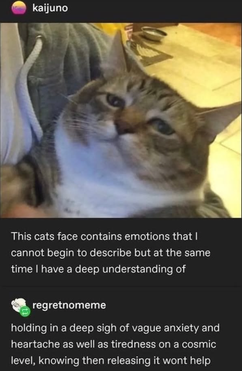 kaijuno This cats face contains emotions that I cannot begin to describe but at the same time I have a deep understanding of regretnomeme holding in a deep sigh of vague anxiety and heartache as well as tiredness on a cosmic level, knowing then releasing it wont help