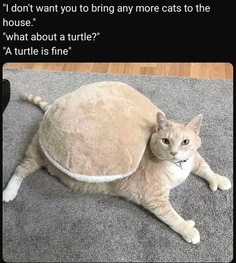 "I don't want you to bring any more cats to the house." "what about a turtle?" "A turtle is fine"