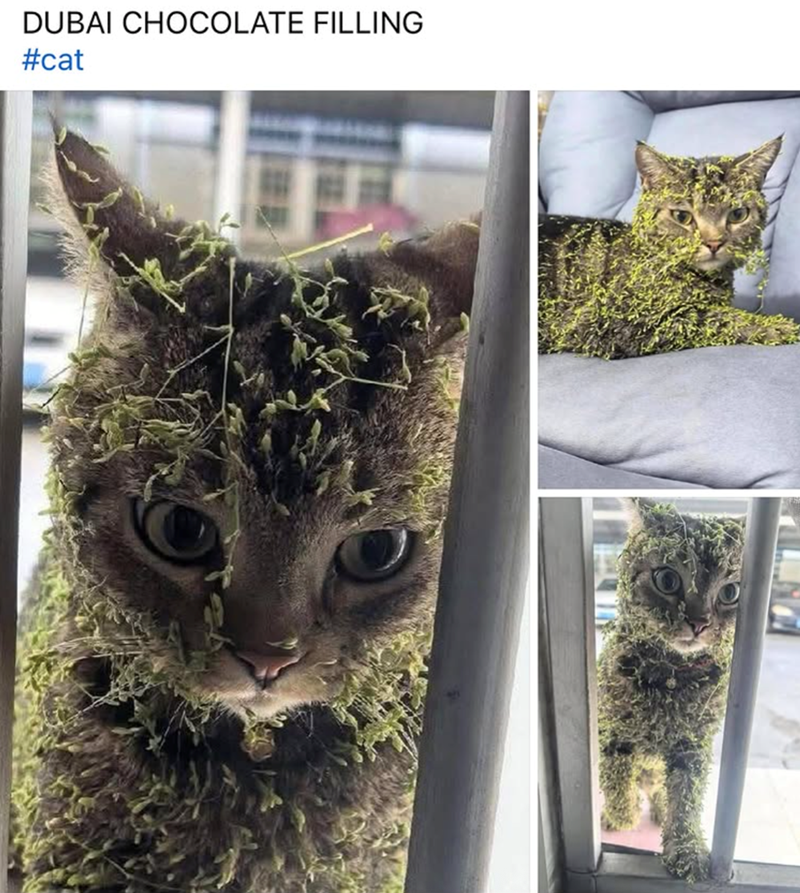 DUBAI CHOCOLATE FILLING #cat