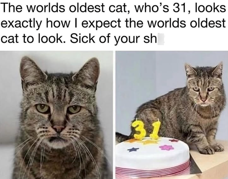 The worlds oldest cat, who's 31, looks exactly how I expect the worlds oldest cat to look. Sick of your sh